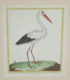 Collection of thirteen 18th Century French bird engravings by Francois Nicolas Martinet [1726-1804].