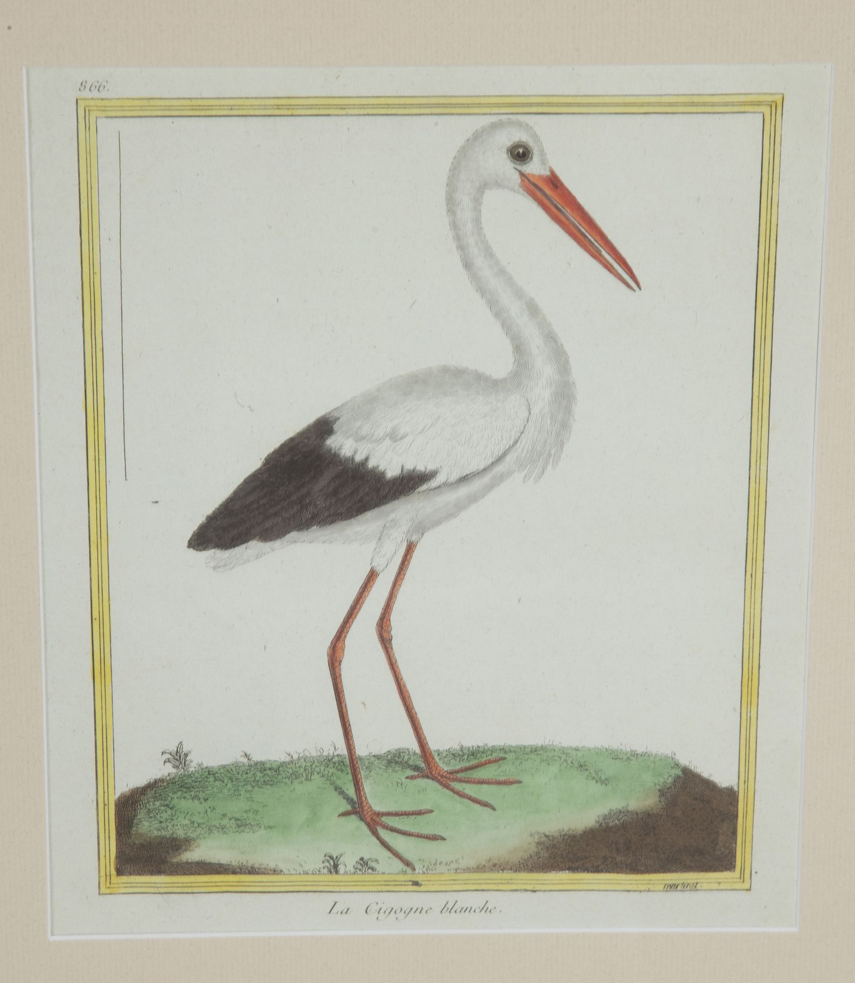 Collection of thirteen 18th Century French bird engravings by Francois Nicolas Martinet [1726-1804].