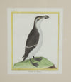 Collection of thirteen 18th Century French bird engravings by Francois Nicolas Martinet [1726-1804].