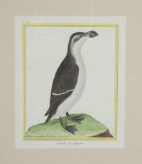 Collection of thirteen 18th Century French bird engravings by Francois Nicolas Martinet [1726-1804].
