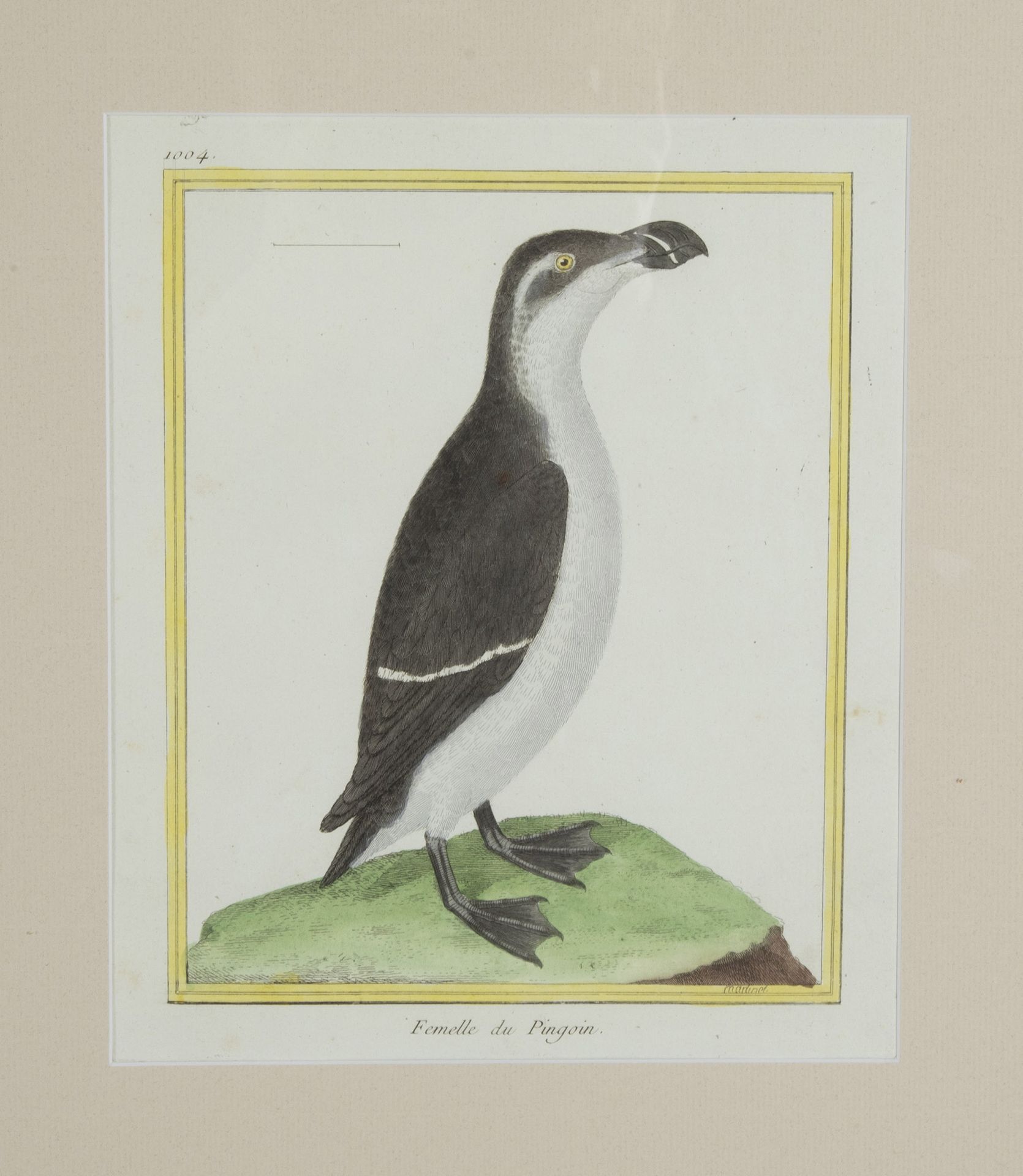 Collection of thirteen 18th Century French bird engravings by Francois Nicolas Martinet [1726-1804].