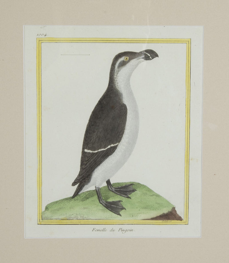 Collection of thirteen 18th Century French bird engravings by Francois Nicolas Martinet [1726-1804].