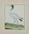 Collection of thirteen 18th Century French bird engravings by Francois Nicolas Martinet [1726-1804].