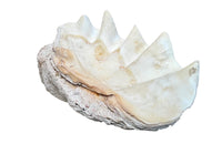 Giant antique clam shell ‘Tridacna Gigas’ from a private collection