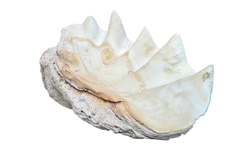 Giant antique clam shell ‘Tridacna Gigas’ from a private collection