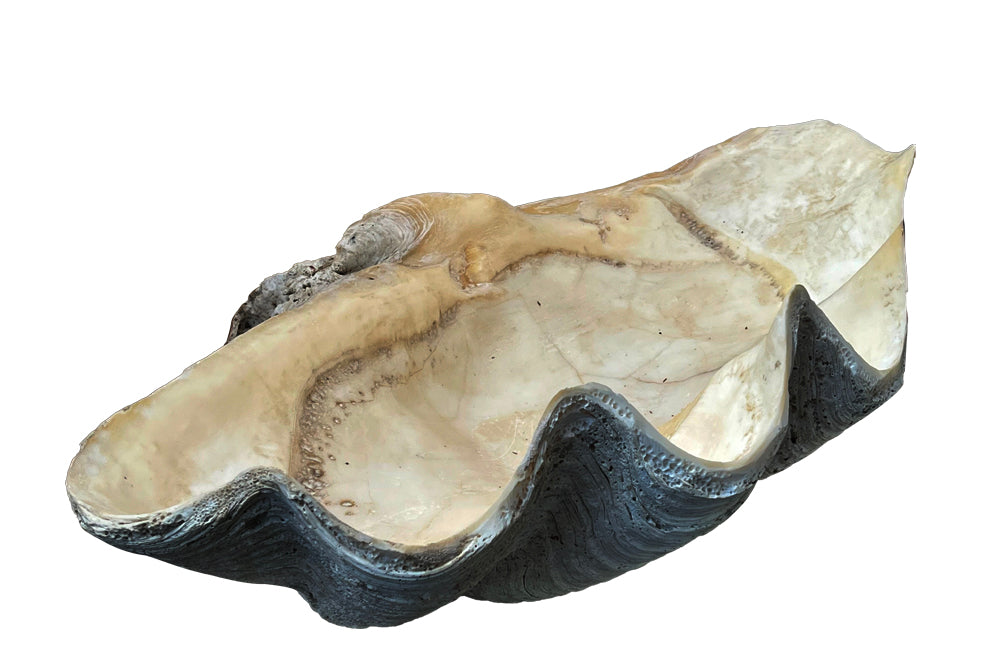 Giant antique clam shell ‘Tridacna Gigas’ from a private collection.
