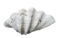 Giant antique clam shell ‘Tridacna Gigas’ from a private collection.
