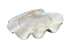 Giant antique clam shell ‘Tridacna Gigas’ from a private collection. With lovely patination, layering and fossilising - AD & PS Antiques