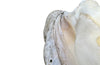 Giant antique clam shell ‘Tridacna Gigas’ from a private collection. With lovely patination, layering and fossilising - AD & PS Antiques
