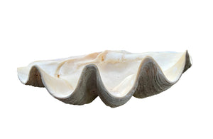 Giant antique clam shell ‘Tridacna Gigas’ from a private collection. With lovely patination, layering and fossilising - AD & PS Antiques
