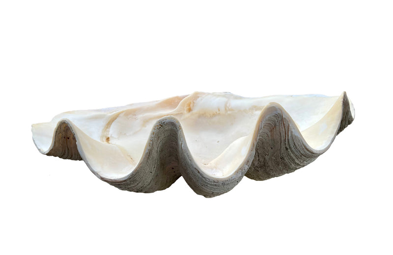 Giant antique clam shell ‘Tridacna Gigas’ from a private collection. With lovely patination, layering and fossilising - AD & PS Antiques