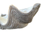 Giant antique clam shell ‘Tridacna Gigas’ from a private collection. With lovely patination, layering and fossilising - AD & PS Antiques