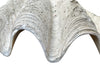 Giant antique clam shell ‘Tridacna Gigas’ from a private collection. With lovely patination, layering and fossilising - AD & PS Antiques
