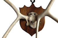 LARGE MOUNTED ANTLERS