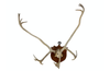LARGE MOUNTED ANTLERS