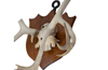 LARGE MOUNTED ANTLERS