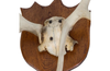 LARGE MOUNTED ANTLERS
