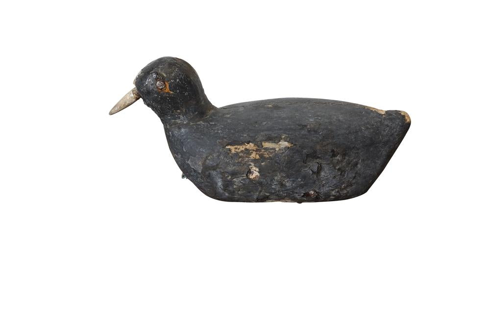 OLD COOT DECOY