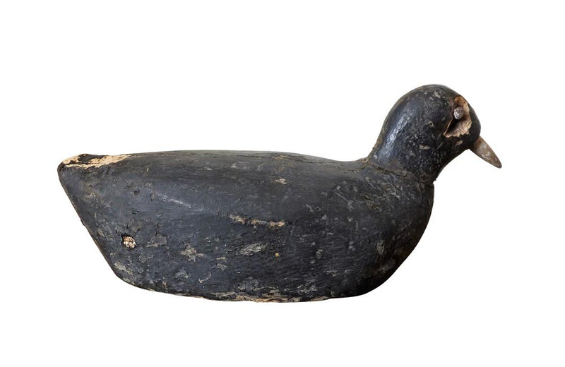 OLD COOT DECOY