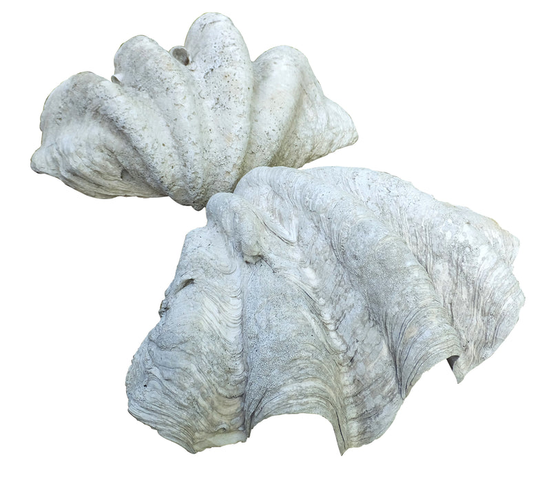 TWO GIANT CLAM SHELLS
