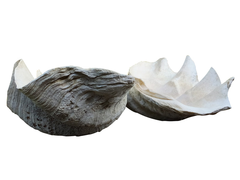 TWO GIANT CLAM SHELLS
