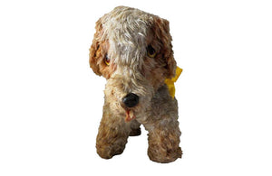 Charming Old French Fluffy Toy Dog - Antique Toys - Vintage Toys - French Decorative Accessories - French Decorative Antiques - Toy Dog - Antique Shops Tetbury - adpsantiques - AD & PS Antiquese