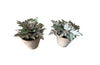 PAIR OF FRENCH TOLE & PORCELAIN POTTED PLANTS