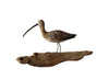 FRENCH SHORE BIRD DECOY